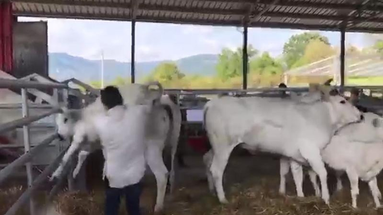 Buzağı annesine vuran adamı doğduğuna pişman etti