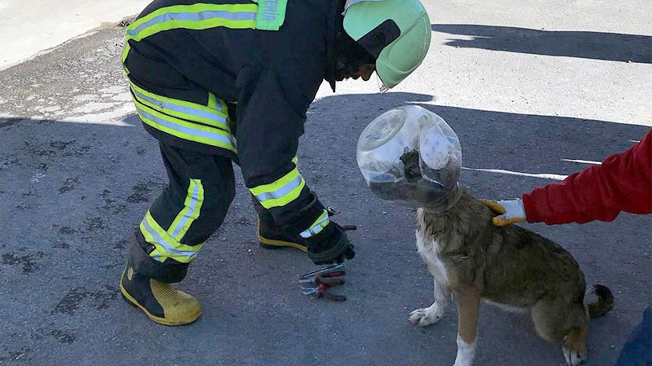 Kafası bidona sıkışan köpek, itfaiye binasına gitti