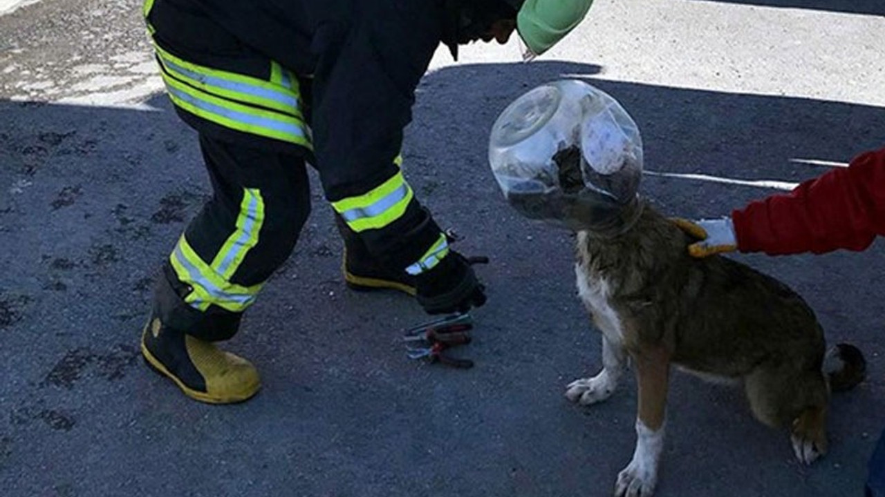 Kafası bidona sıkışan köpeği itfaiye ekipleri kurtardı