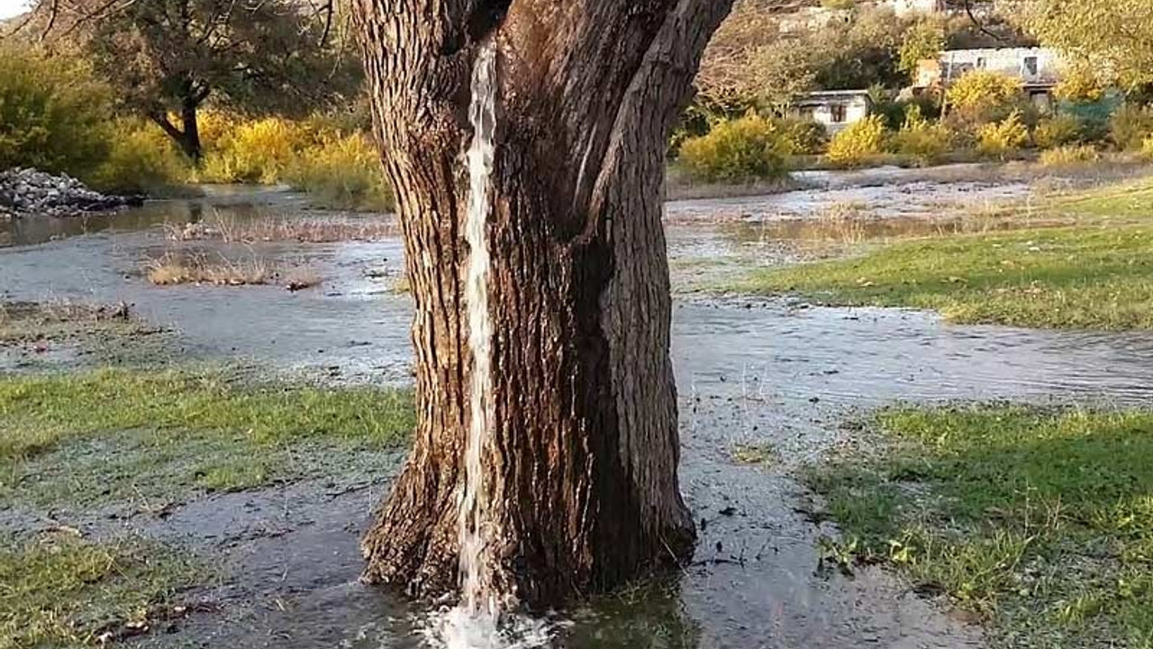 Doğa harikası dut ağacının gövdesinden su fışkırıyor