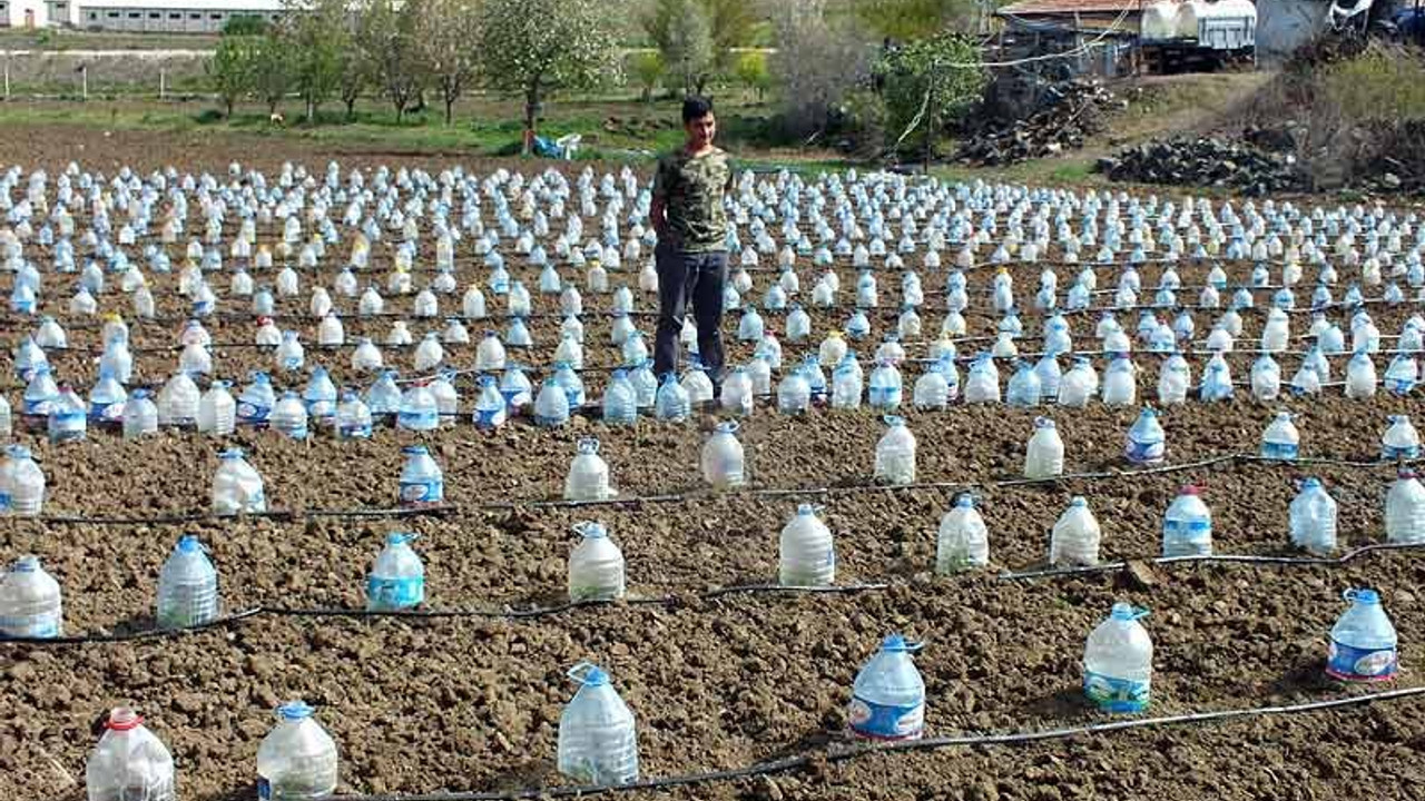 Yozgatlı çiftçi sebze fidelerini pet şişelerle soğuktan korudu