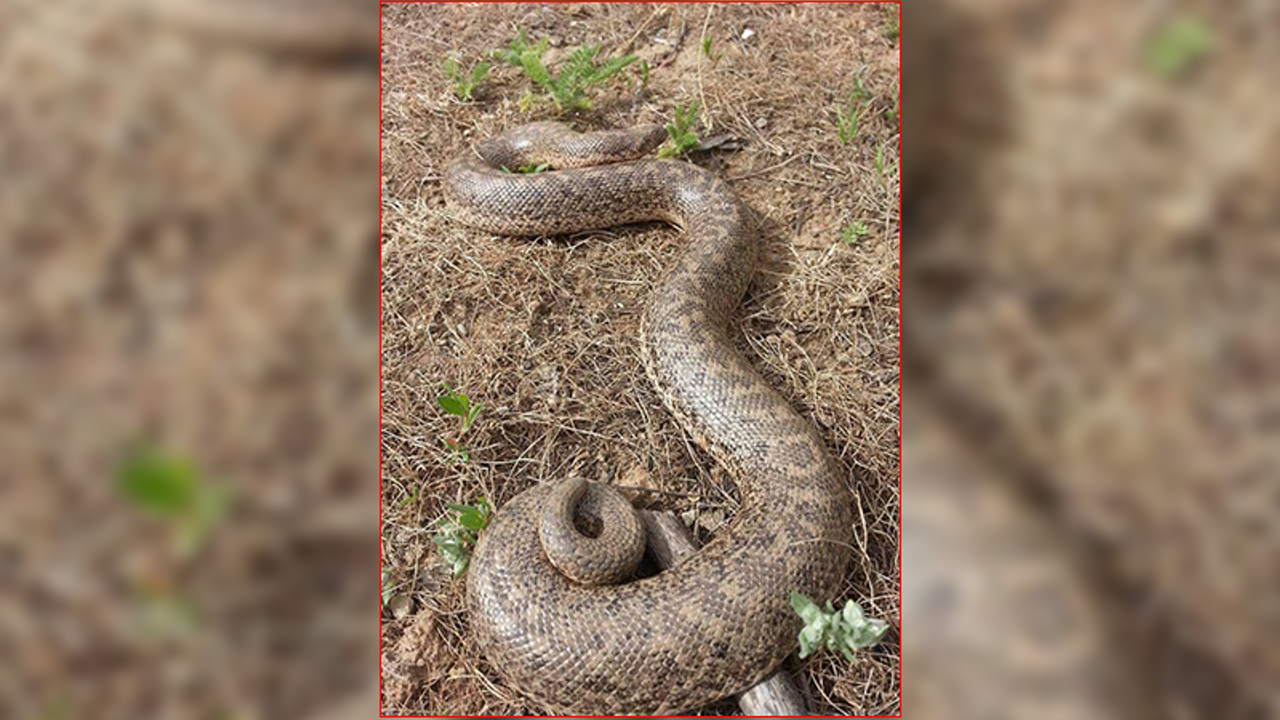 Mutki'de boa yılanı görüntülendi
