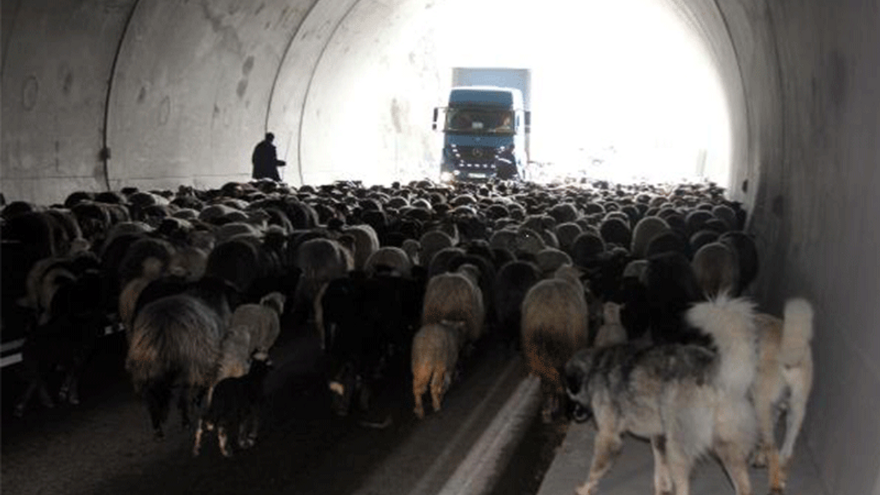 Yüzlerce koyun tüneli kapattı