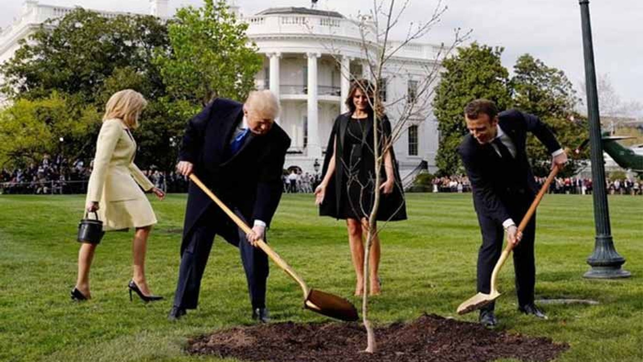 Macron ile Trump'ın Beyaz Saray'da diktiği fidan kayboldu