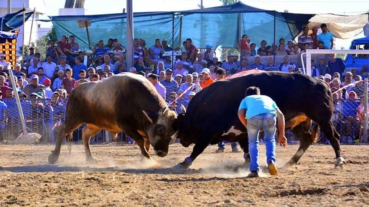 Milas'ta Boğa Güreşi Festivali