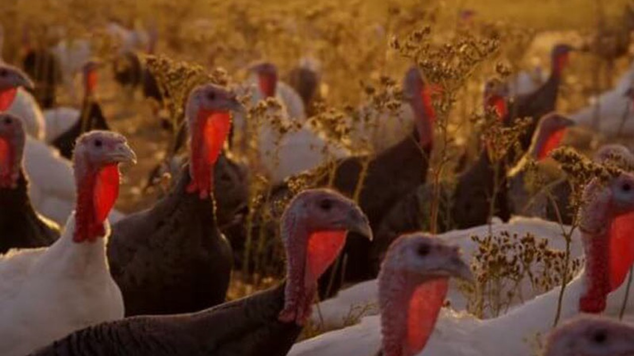 'Hayvan Yemek'ten ilk fragman