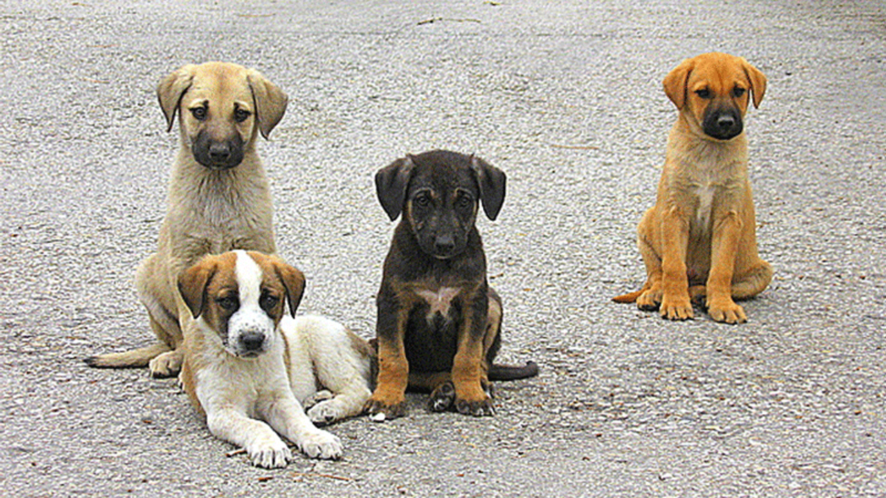 Yavru köpekleri telle boğup, başlarını taşla ezdiler