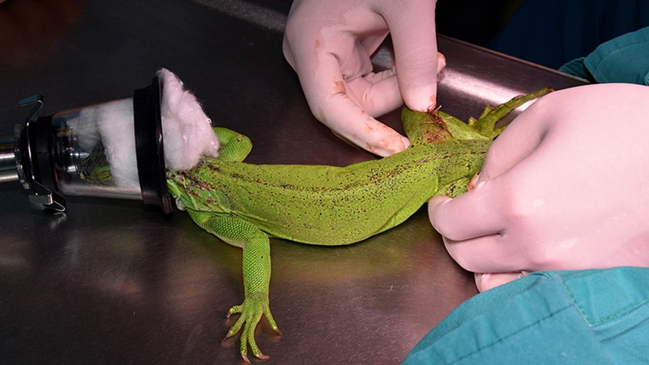 İguana 'Abidin'e hassas operasyon