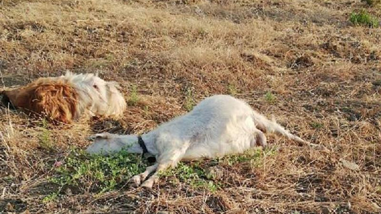 Zeytinliğine giren 24 keçiyi öldürdü