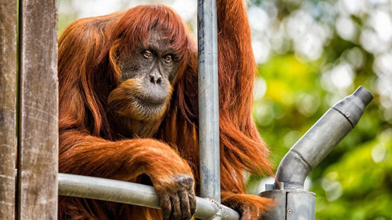 Dünyanın en yaşlı Sumatra orangutanı öldü