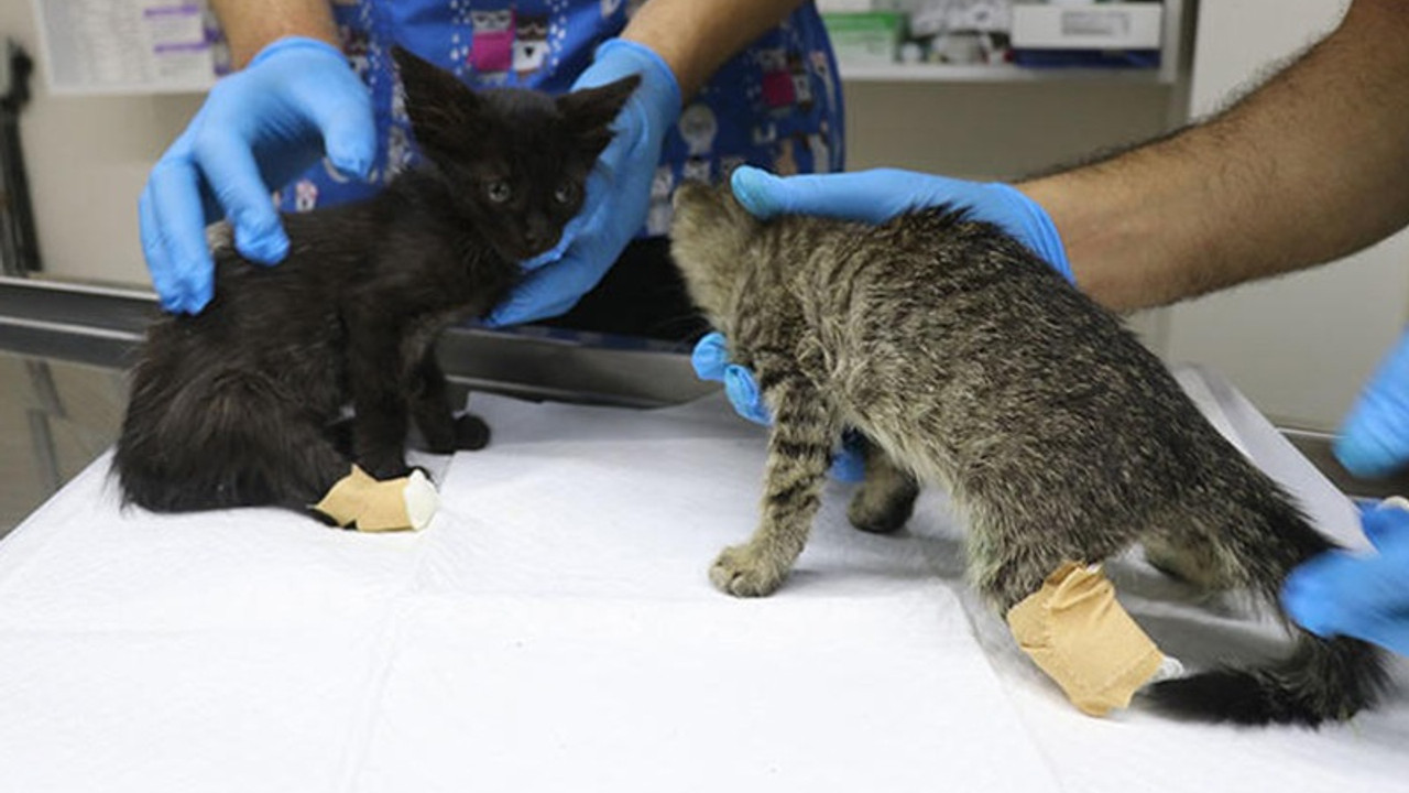 Bir vahşet daha: Kedi yavrularının ayaklarını kestiler