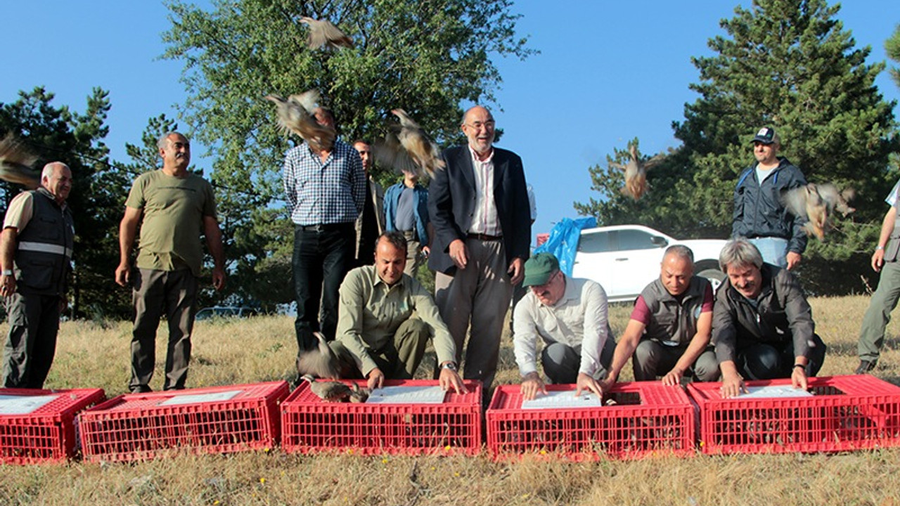 Yavru keklikler doğaya salındı