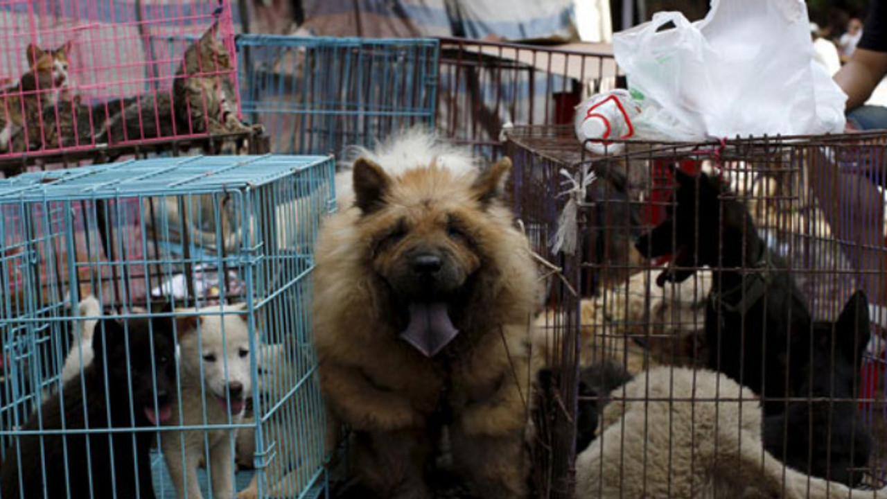 Kedi ve köpek eti yemek artık yasak