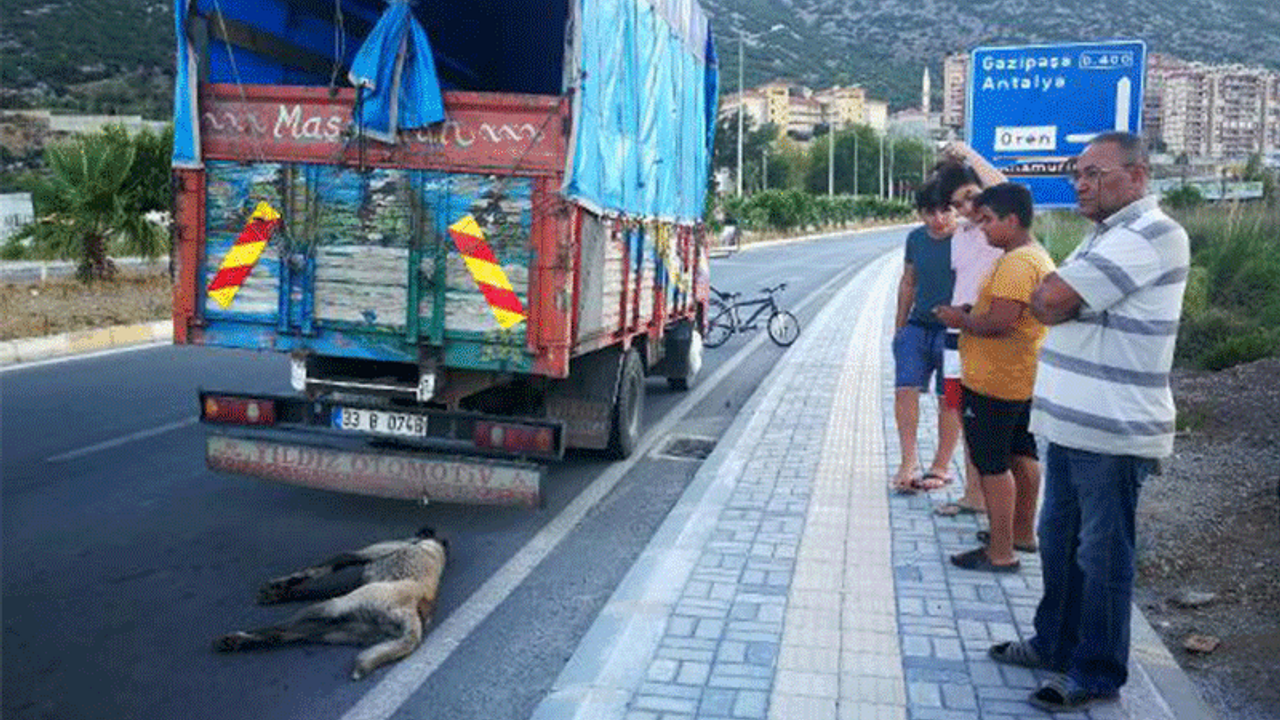 Köpeği sürüklediği iddia edilen şoför: Kasadan atlamış