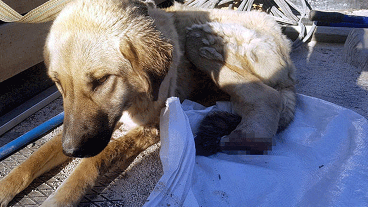 Sokak köpeğinin ayağını kestiler