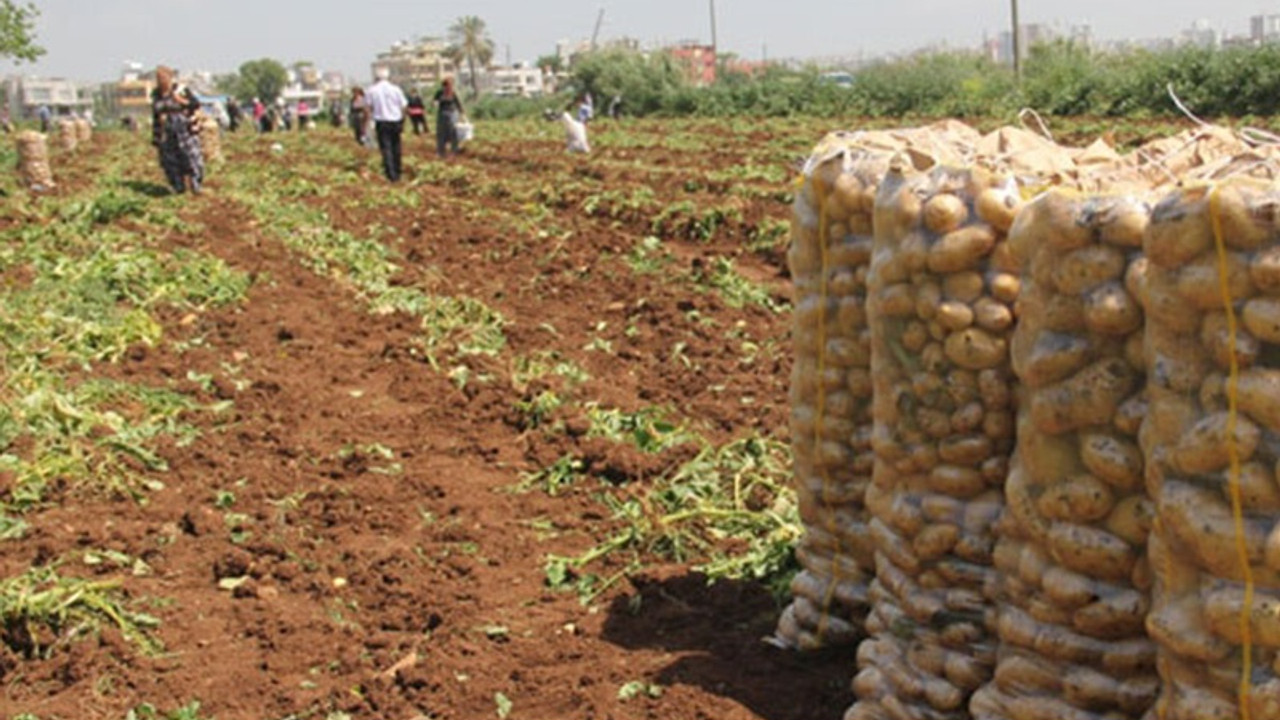 Patates fiyatlarındaki son durum