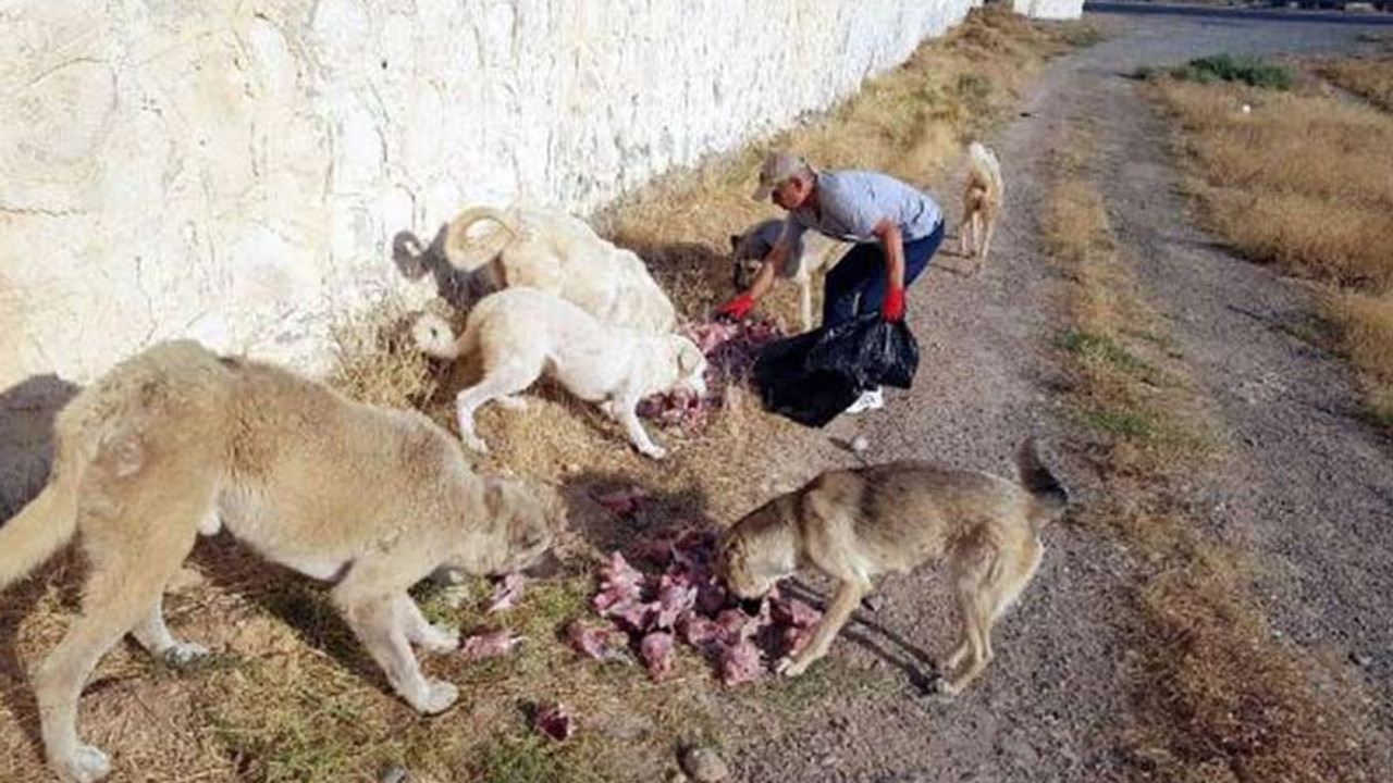 Botan Vadisi'nin sahipsiz köpeklerini besliyor