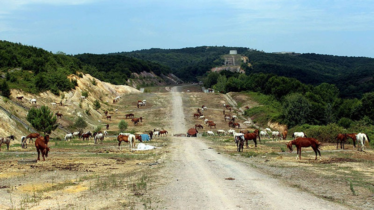 Yüzlerce at adaya gitmeden ölüme terk edildi