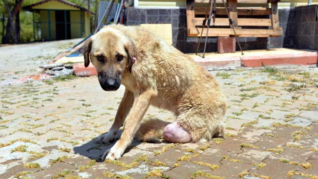 Köpeği tüfekle vurup, bacağını kesmişler