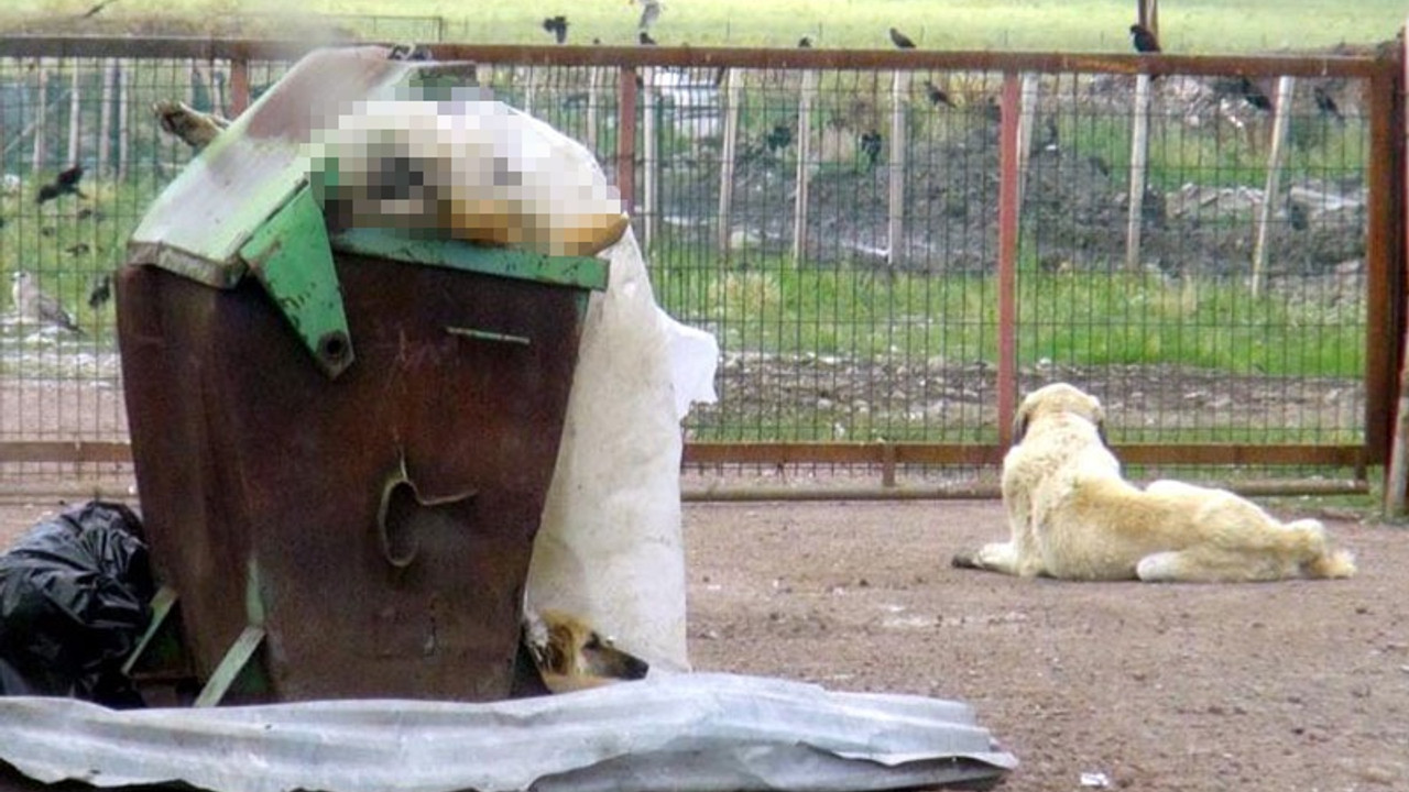 Ölüm kampı gibi hayvan barınağı