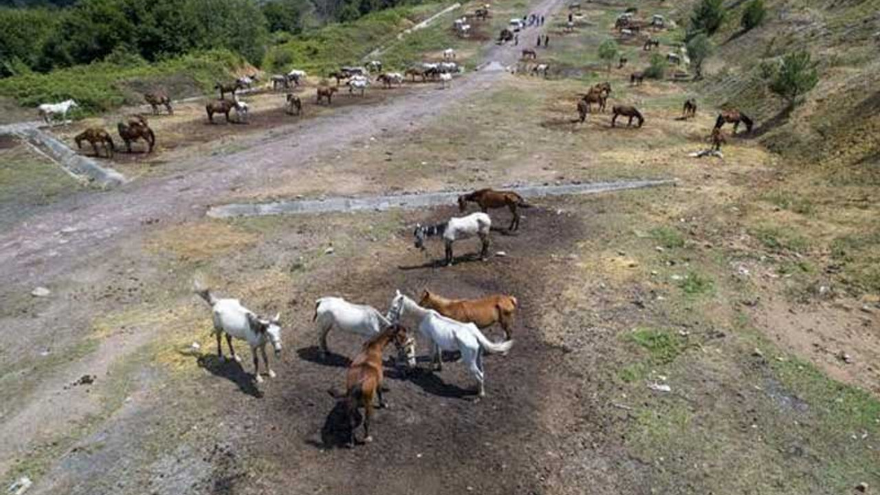 Beykoz'da bekletilen atlar şehir dışına götürülecek