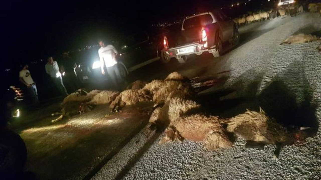 Zırhlı araçlar bu kez 20 koyunu ezdi