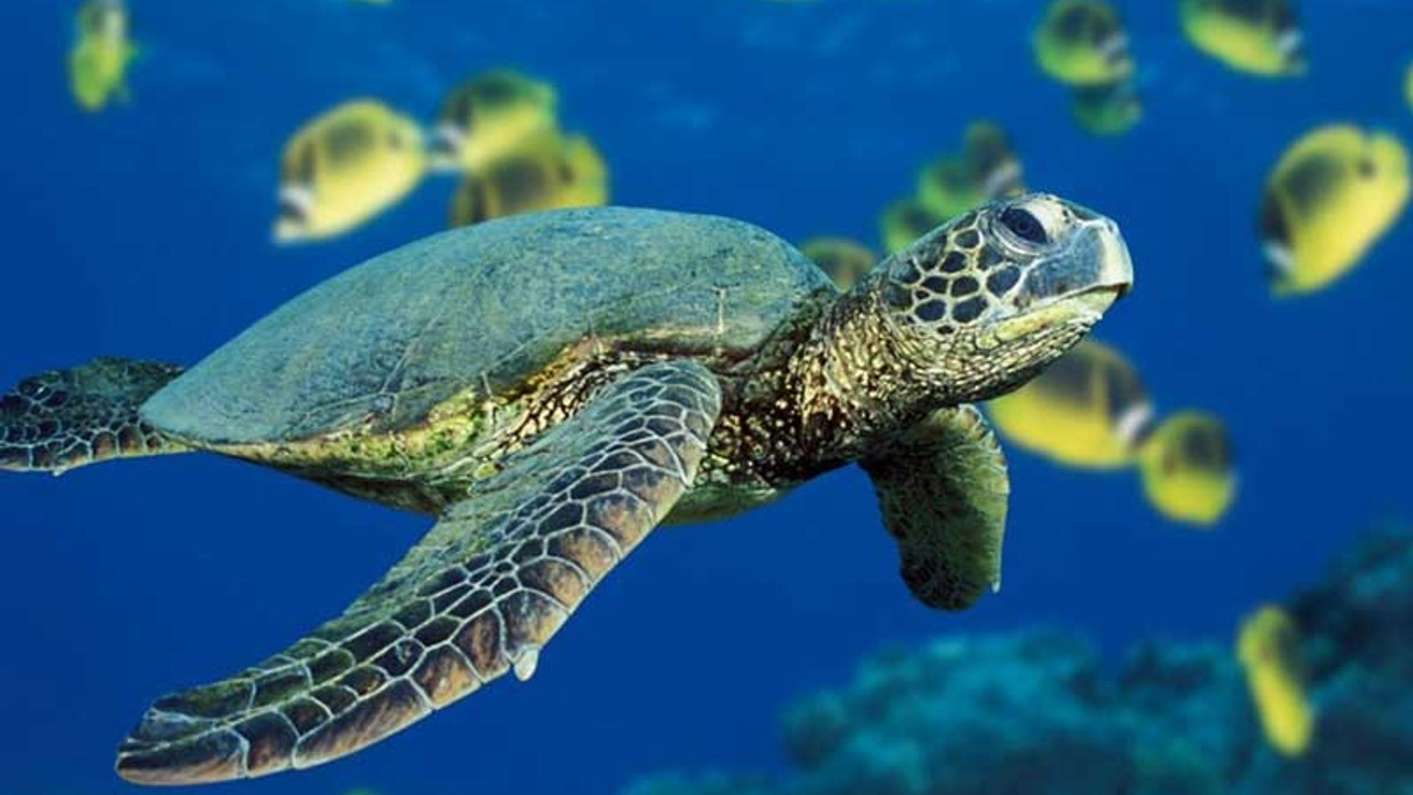 Caretta Caretta'lardan tespih yapıp satıyorlar