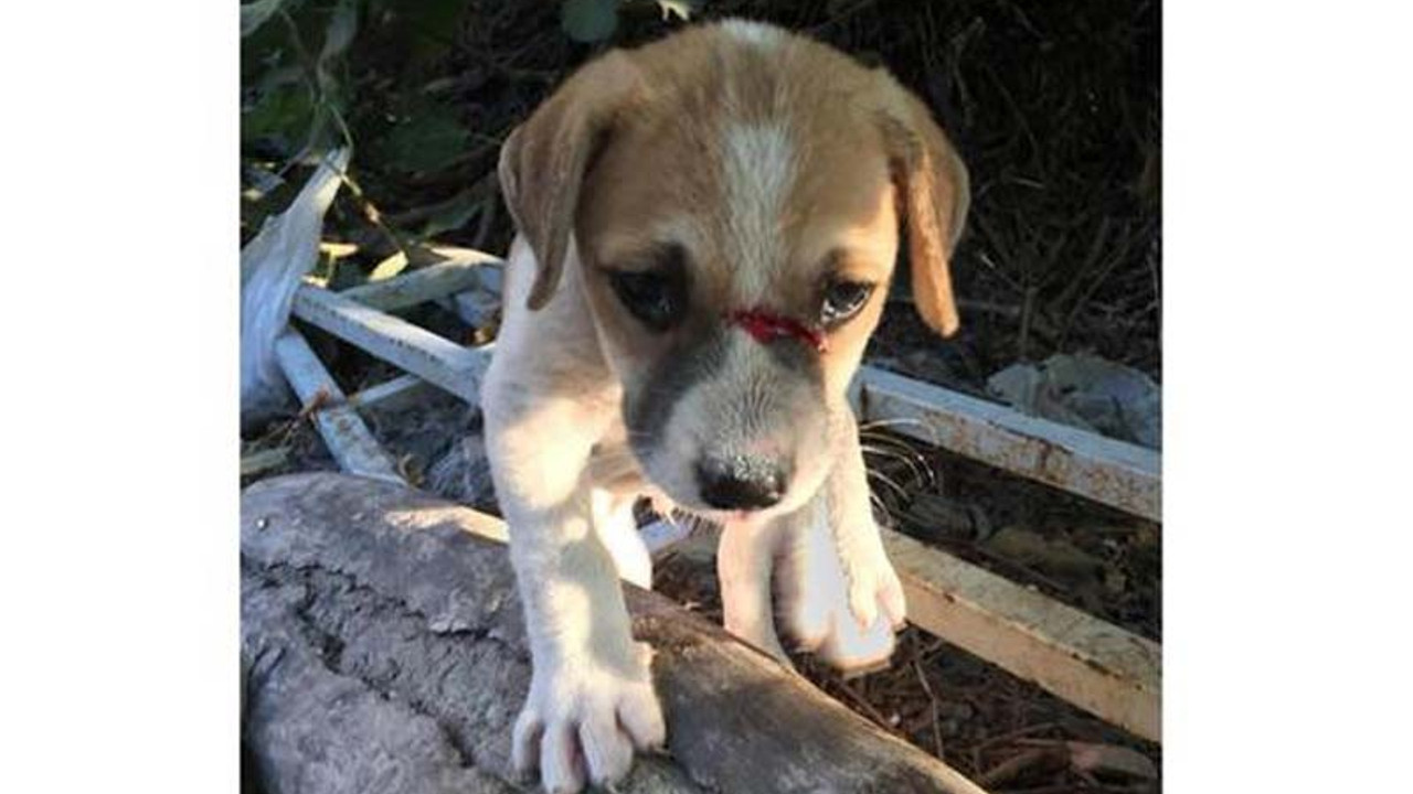 Yavru köpekleri odunla döven kadın gözaltında