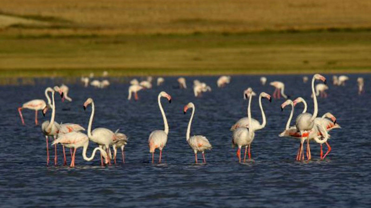 Flamingolar Van Gölü'nde