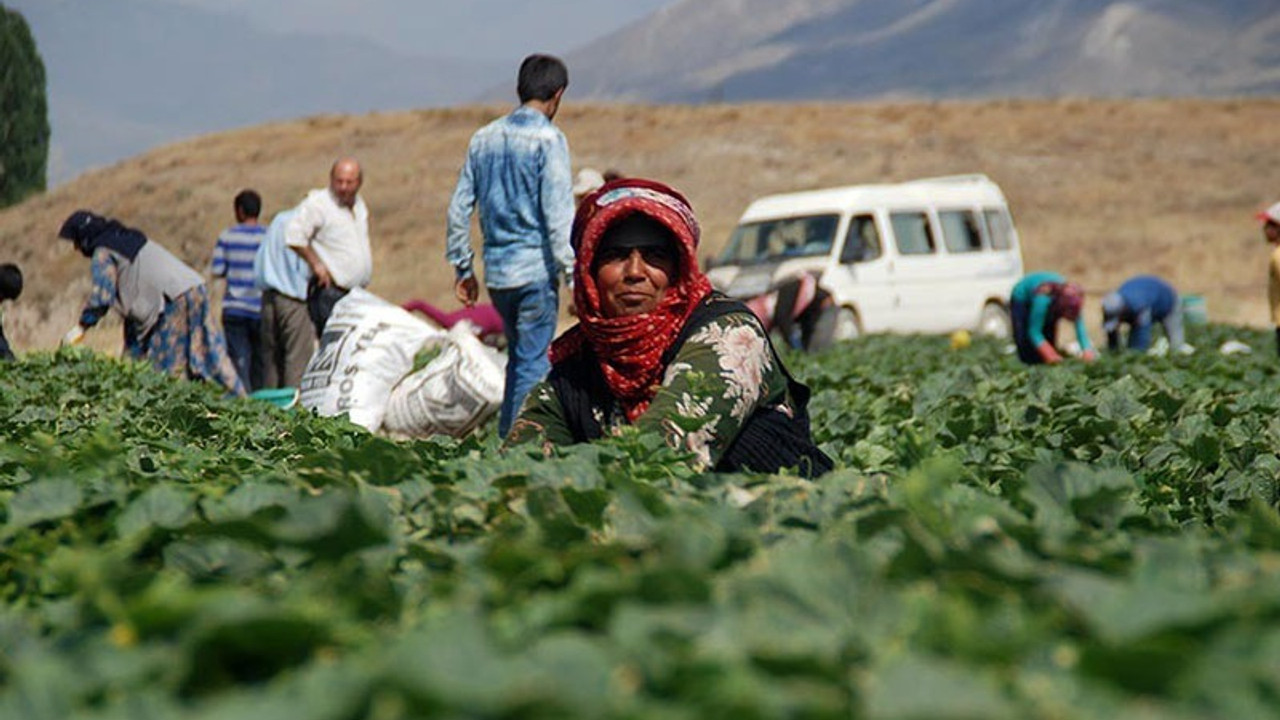 Mevsimlik işçiler çadırlarda yaşam mücadelesi veriyor