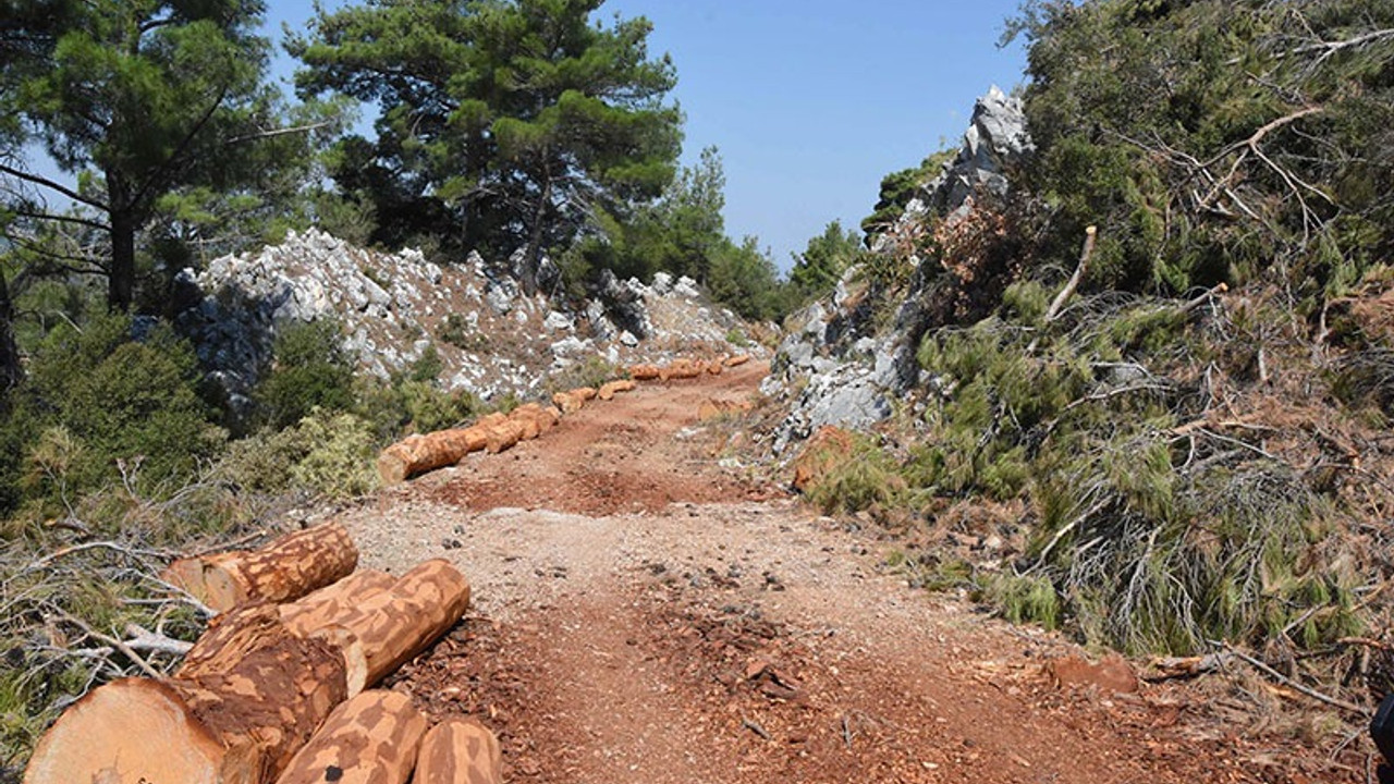 İzmir'de kalker ocağı için ağaç katliamı yapıldı