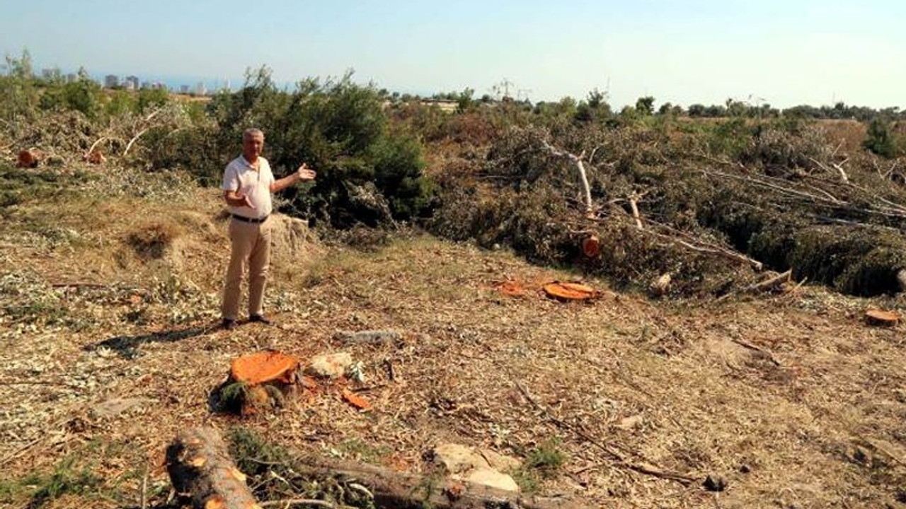 Mersin'de hazine arazisindeki ağaçları kestiler