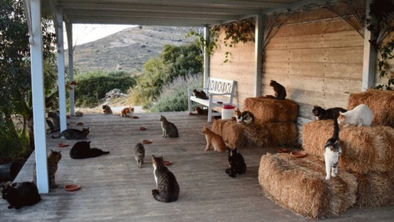 Kedi bakıcılığı için 200 başvuru