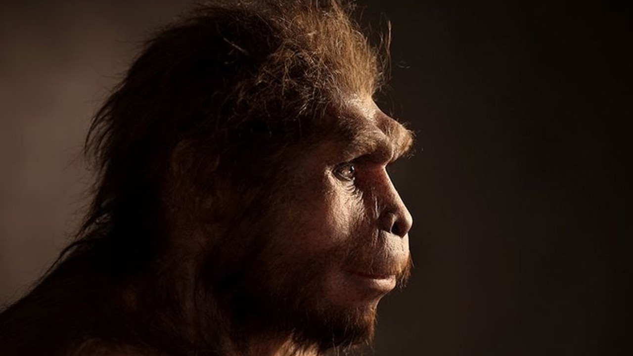 Homo Erectus’un yok olmasında tembellik rol oynadı