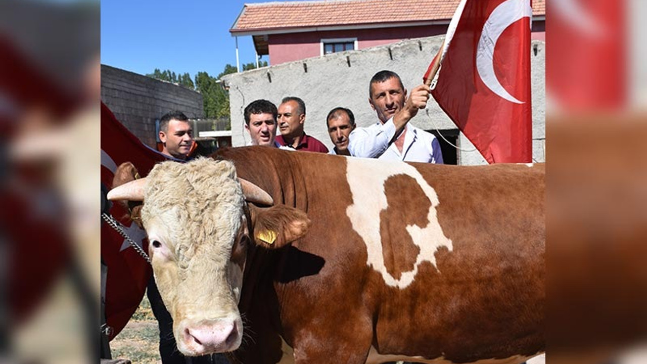 'Ay-yıldız' desenli boğayı Erdoğan'a hediye edecekler