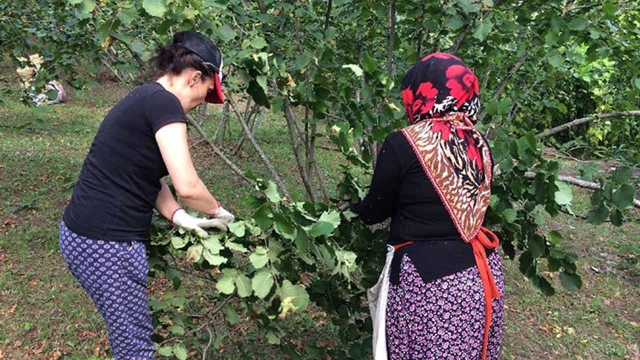 Ordu’da yaşanan sel fındığın fiyatını artırdı