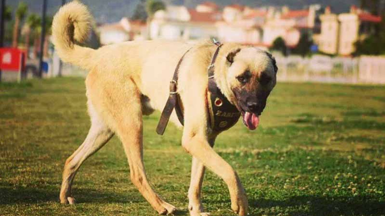 Arabanın arkasında sürüklenen köpek şimdi zabıta