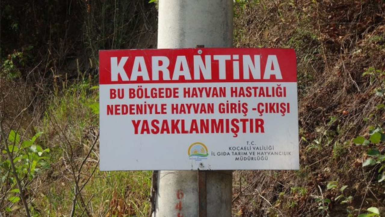 Gölcük'te şarbon karantinası