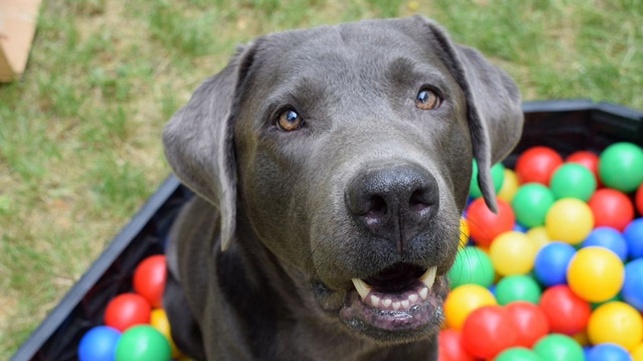 Vietnam'da halka 'köpek eti yemeyin' çağrısı