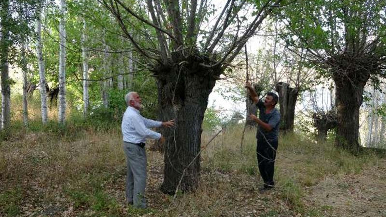 300 yıllık dut ağaçları kuruyor