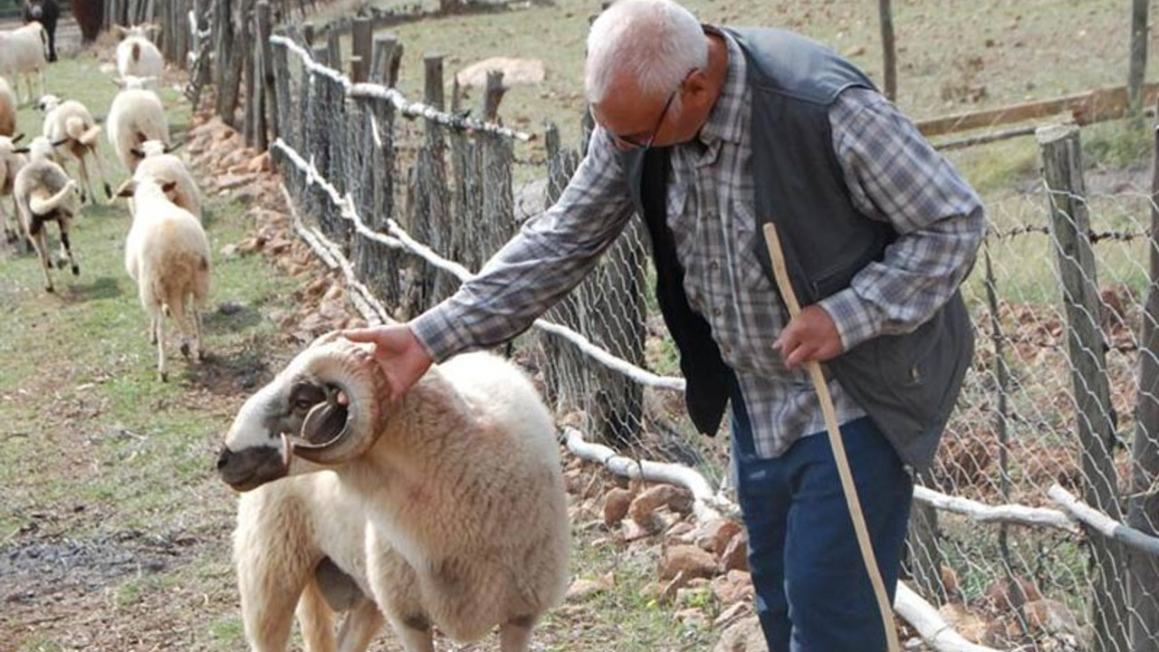 Koç kadını boynuz darbeleriyle öldürdü