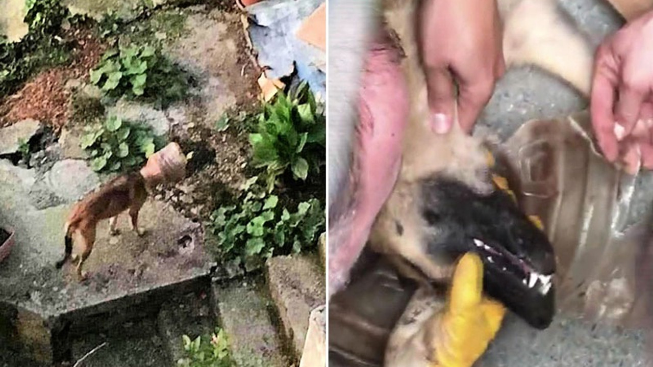 Başı bidona sıkışan köpek 5 ay sonra kurtarıldı