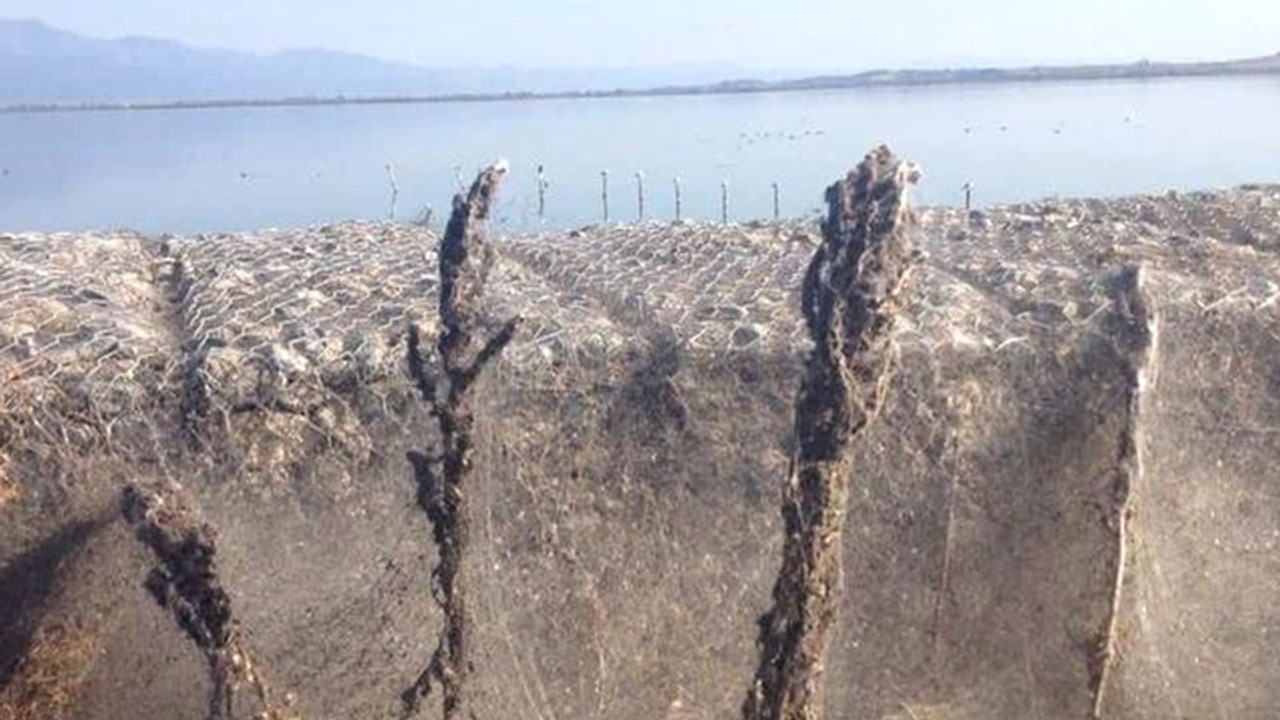 Vistonia Gölü devasa örümcek ağlarıyla kaplandı