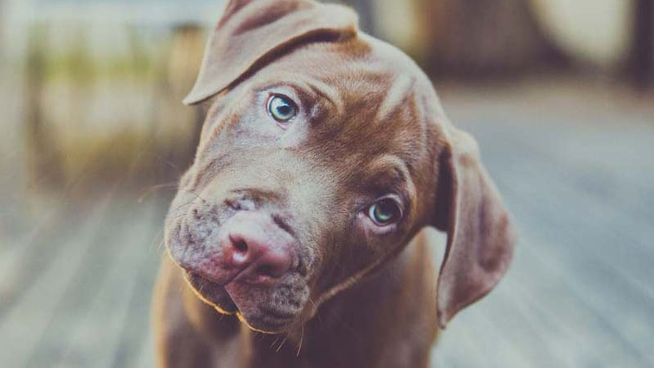 Köpekler dili belirli ölçüde anlıyorlar