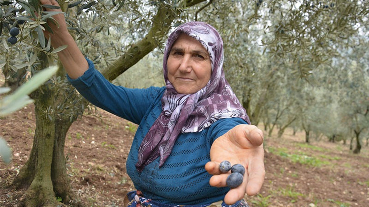 Zeytin üreticisi taban fiyata tepkili: Böyle giderse bırakacağız