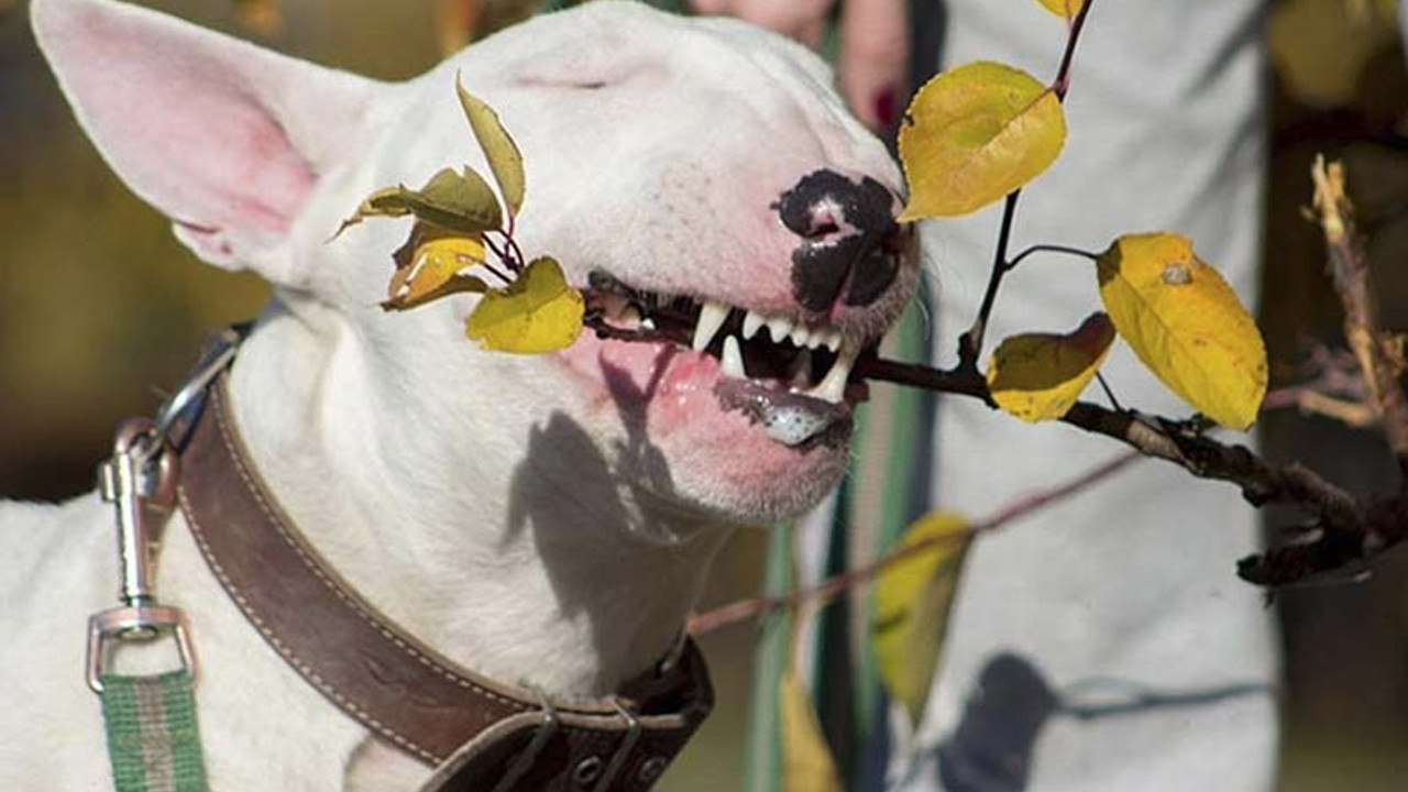 Sahibini kurtaran köpek yaşamını yitirdi