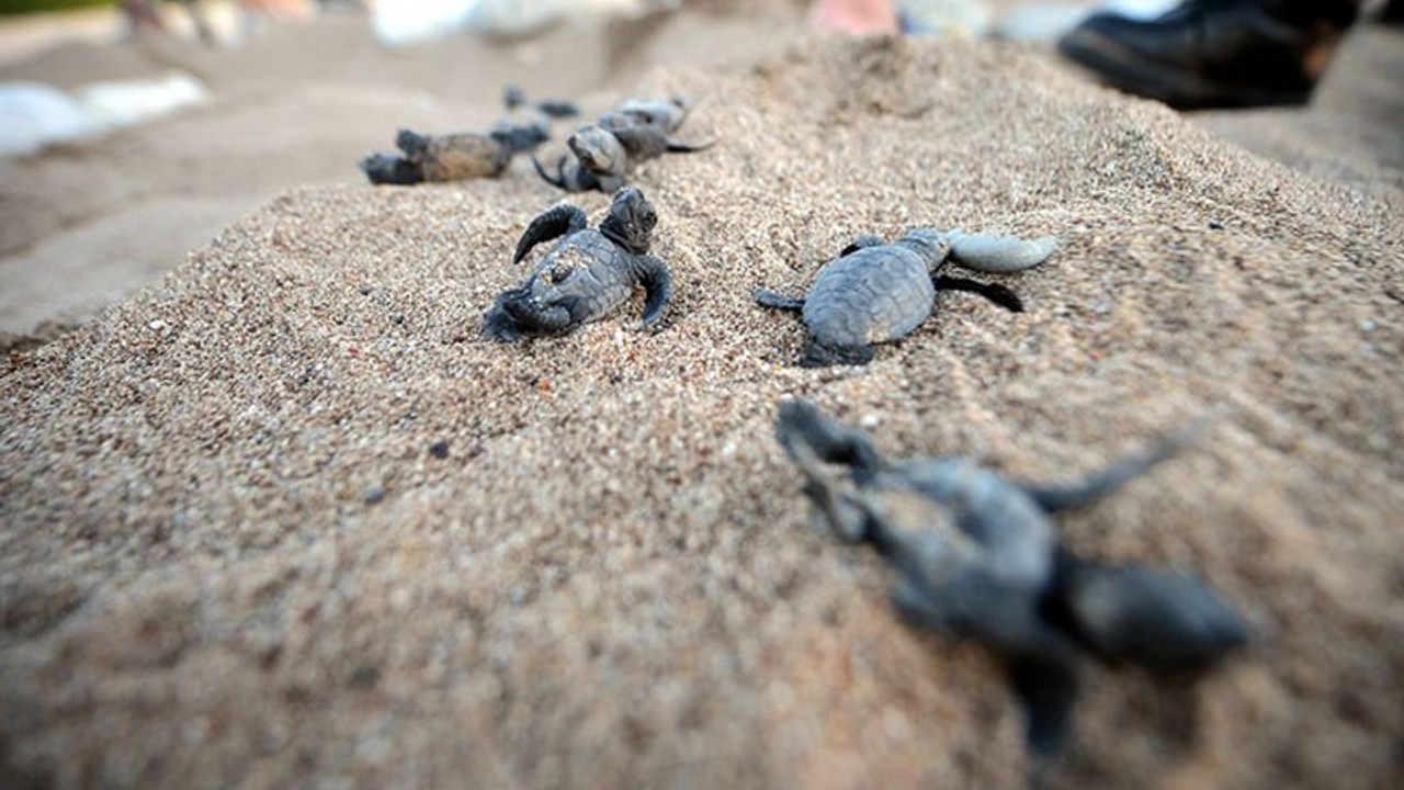 Çıralı'da 7 bin 612 caretta caretta yavrusu Akdeniz'le buluştu