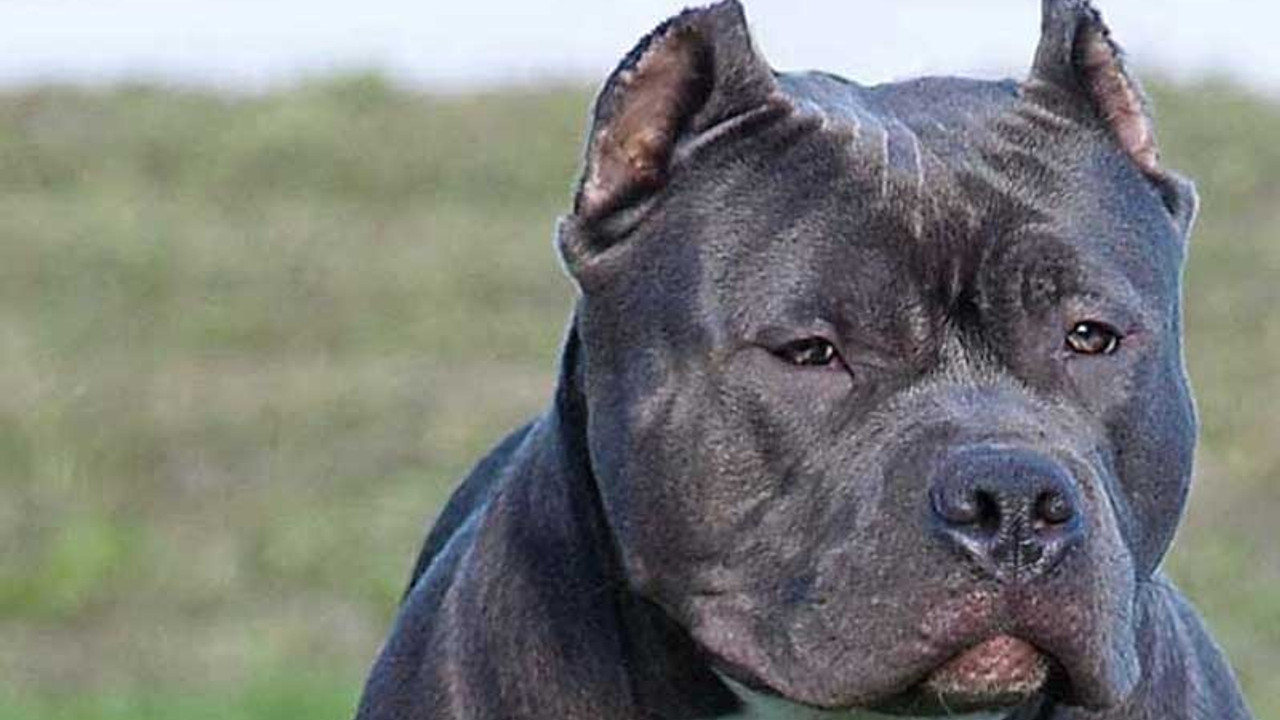 Okulda pitbull paniği