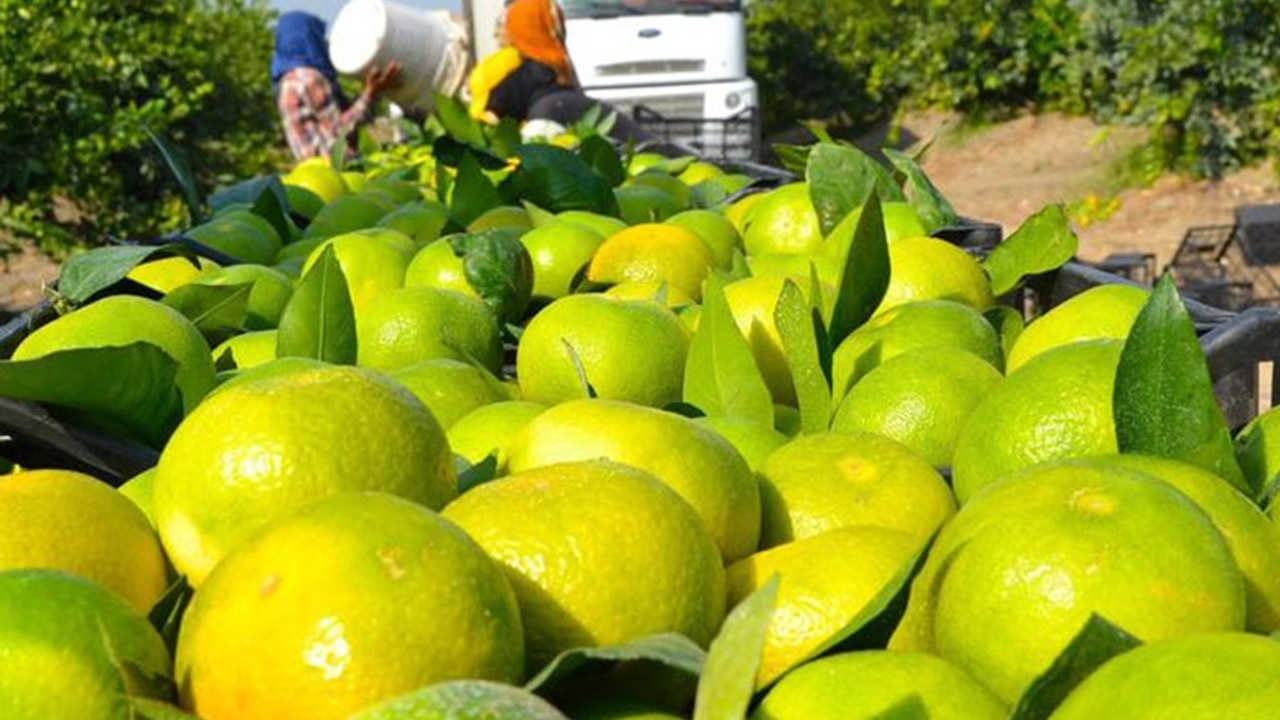 Rusya tonlarca narenciyeyi geri gönderiyor