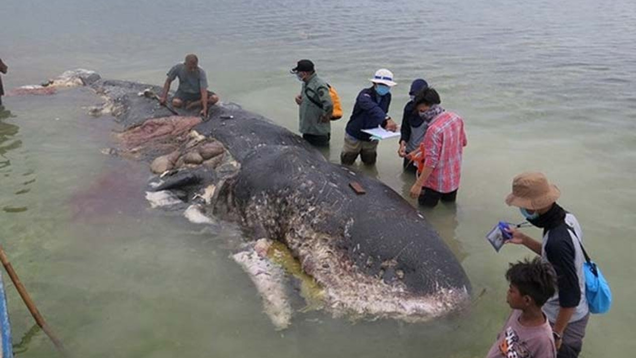 Balinanın midesinden 6 kilo çöp çıktı